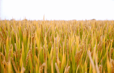 美高梅集团4688am(唯一)有限公司官网